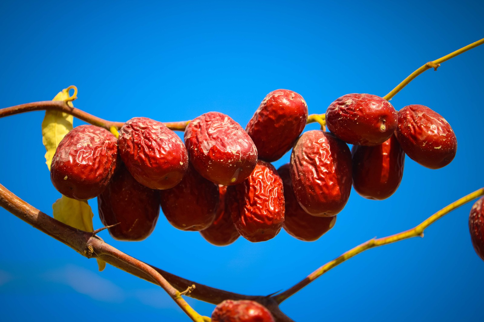 24吊干棗.jpg 24吊干棗.jpg