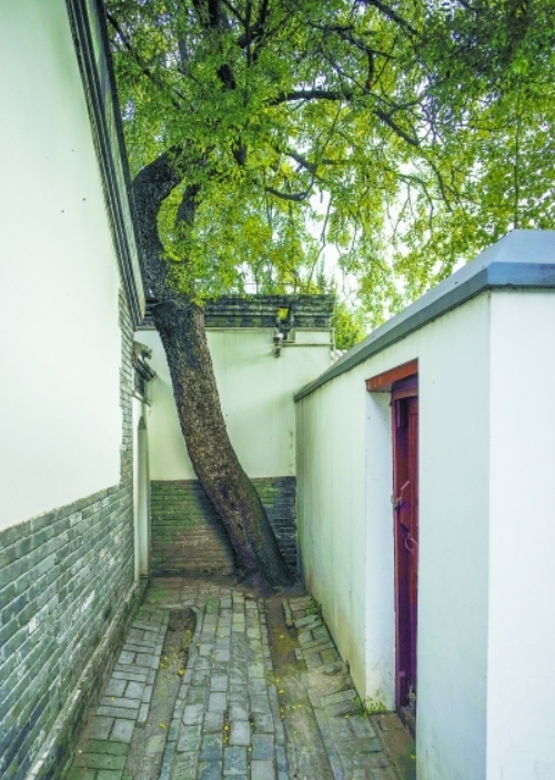 1639707025410323.png 鳳凰棗文化1601.png